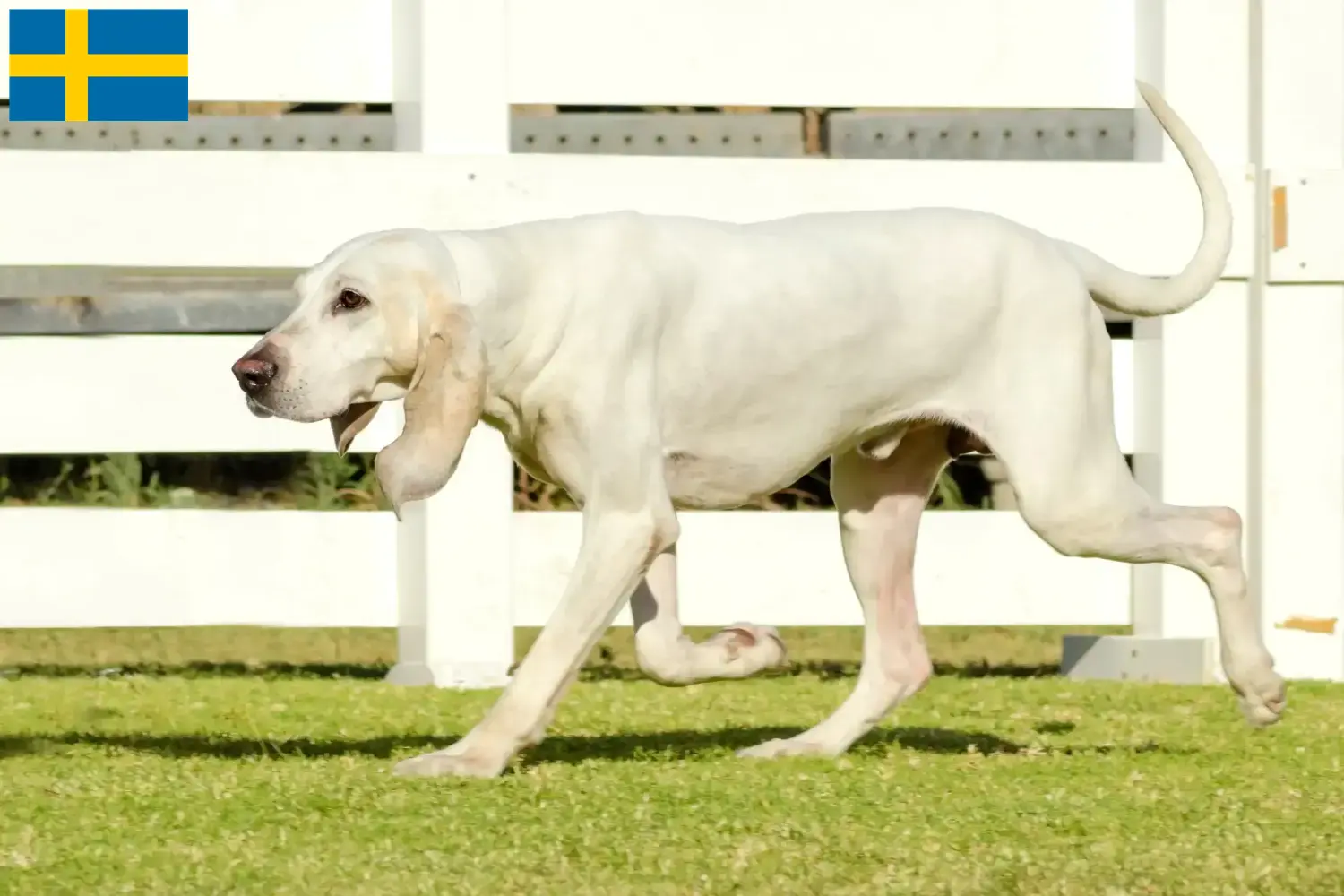 Read more about the article Porcelaine breeders and puppies in Sweden