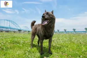 Read more about the article Kai breeders and puppies in Illinois