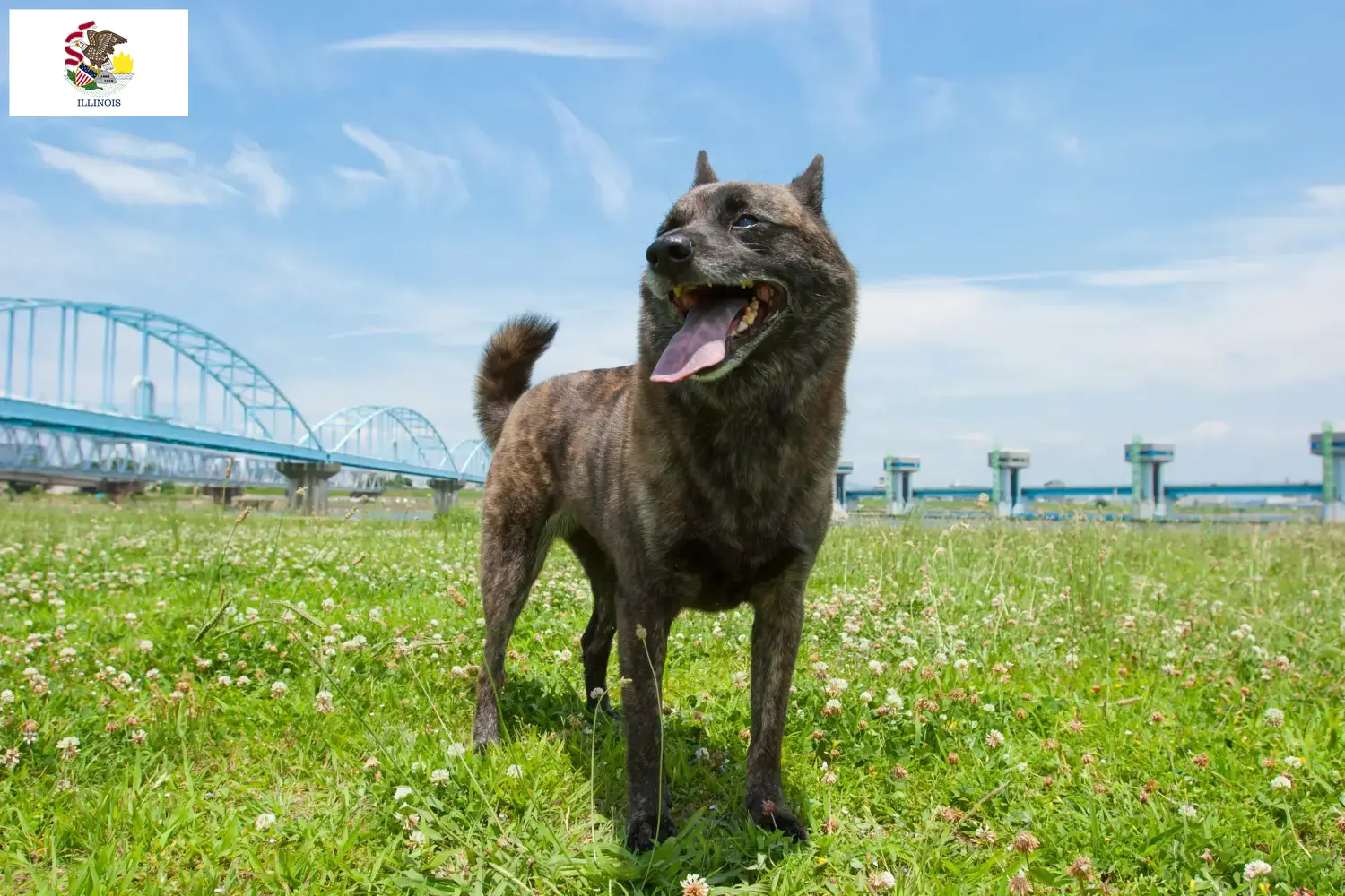 Kai puppies and breeders Illinois Here you can find Kais breeders in Illinois.