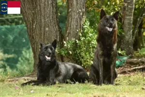 Read more about the article Kai breeders and puppies in North Carolina