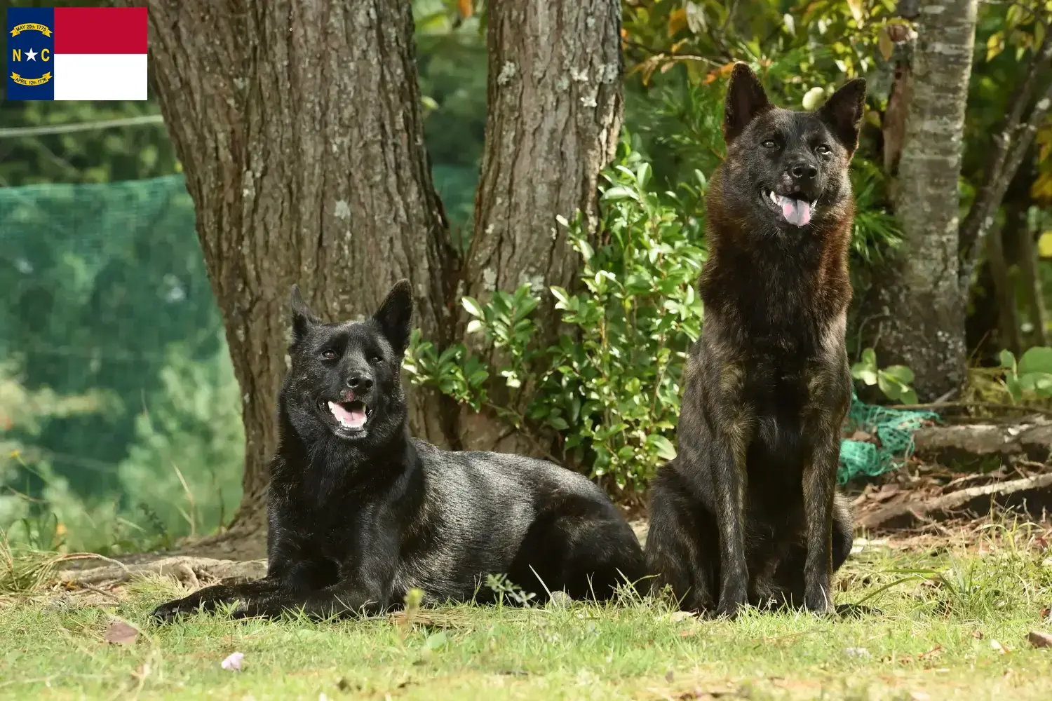 Kai puppies and breeders North Carolina Here you can find Kais breeders in North Carolina.