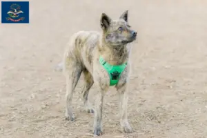Read more about the article Kai breeders and puppies in North Dakota