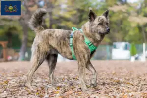 Read more about the article Kai breeders and puppies in Pennsylvania