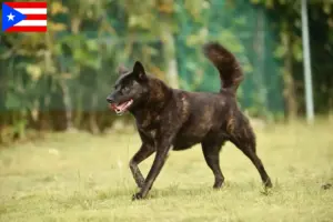 Read more about the article Kai breeders and puppies in Puerto Rico