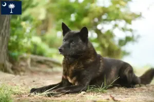 Read more about the article Kai breeders and puppies in South Carolina