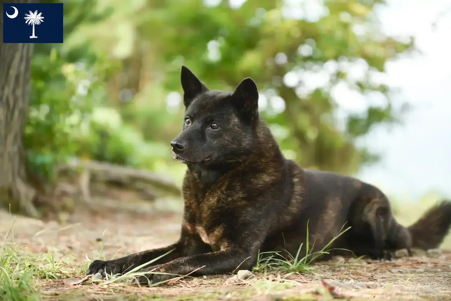Kai puppies and breeders South Carolina Here you can find Kais breeders in South Carolina.