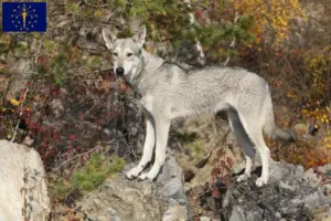Read more about the article Saarloos wolfdog breeders and puppies in Indiana