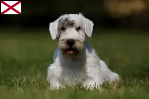 Read more about the article Sealyham Terrier breeders and puppies in Alabama