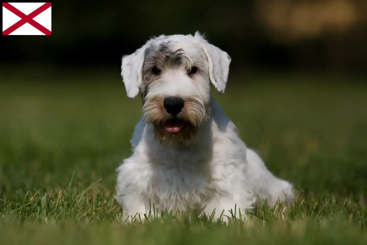 Read more about the article Sealyham Terrier breeders and puppies in Alabama