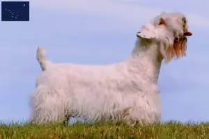 Read more about the article Sealyham Terrier breeders and puppies in Alaska