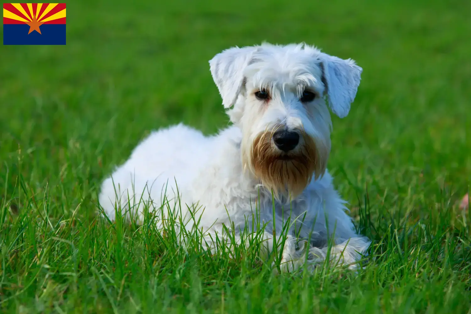 Read more about the article Sealyham Terrier breeders and puppies in Arizona