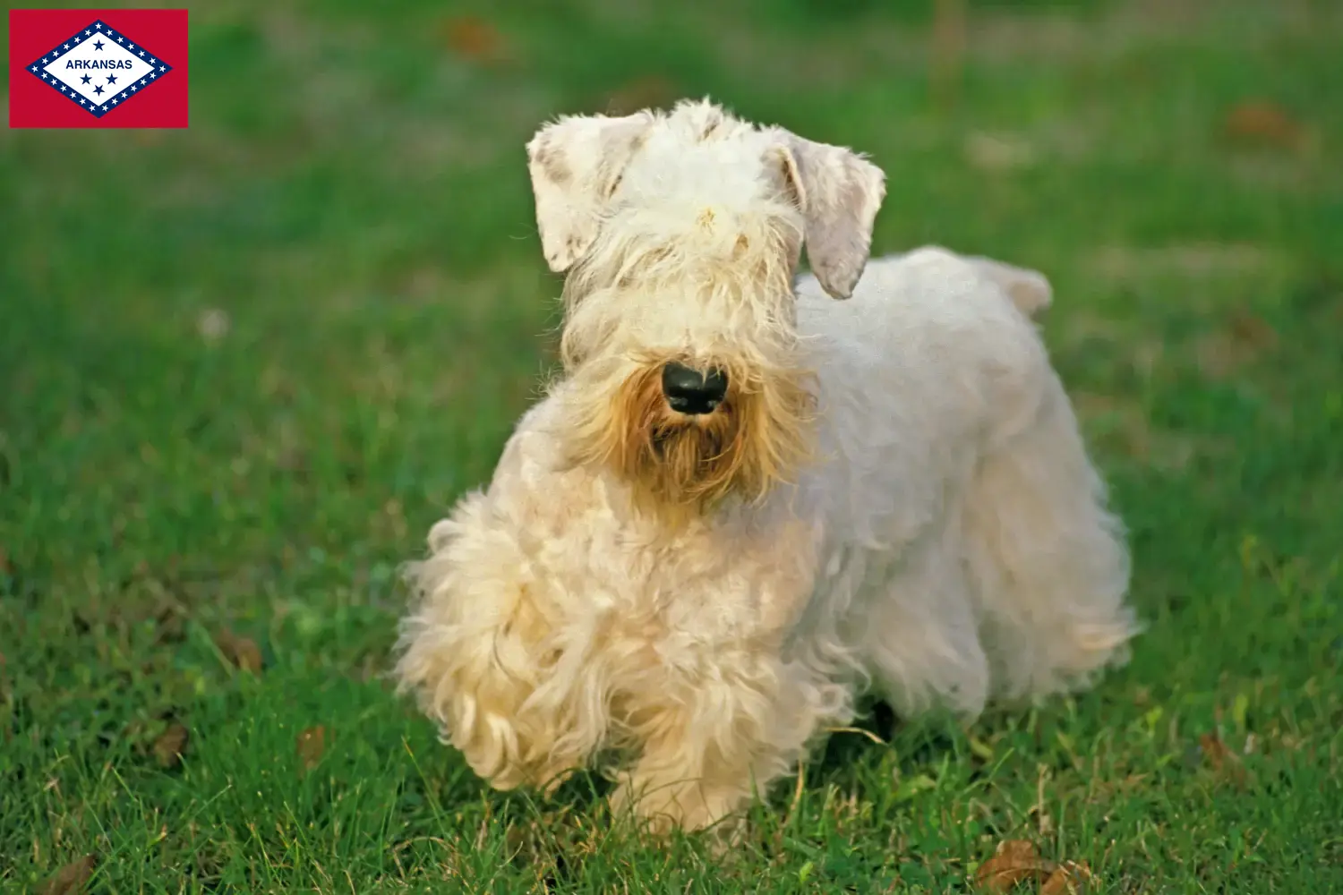 Read more about the article Sealyham Terrier breeders and puppies in Arkansas