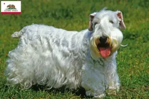 Read more about the article Sealyham Terrier breeders and puppies in California