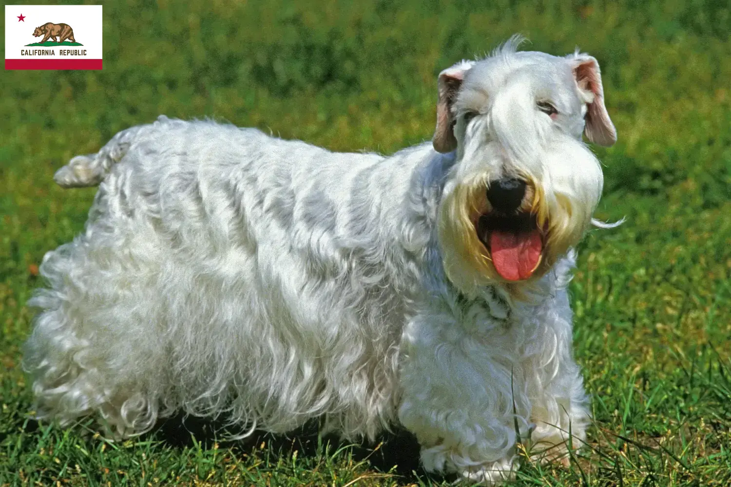 Read more about the article Sealyham Terrier breeders and puppies in California