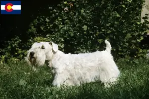 Read more about the article Sealyham Terrier breeders and puppies in Colorado