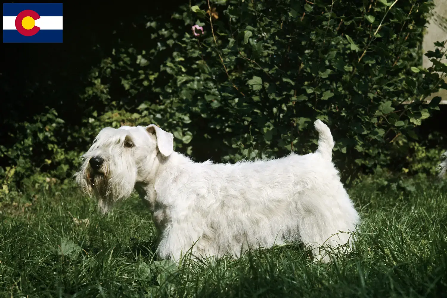 Read more about the article Sealyham Terrier breeders and puppies in Colorado