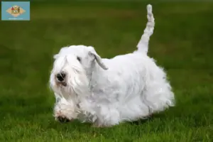 Read more about the article Sealyham Terrier breeders and puppies in Delaware