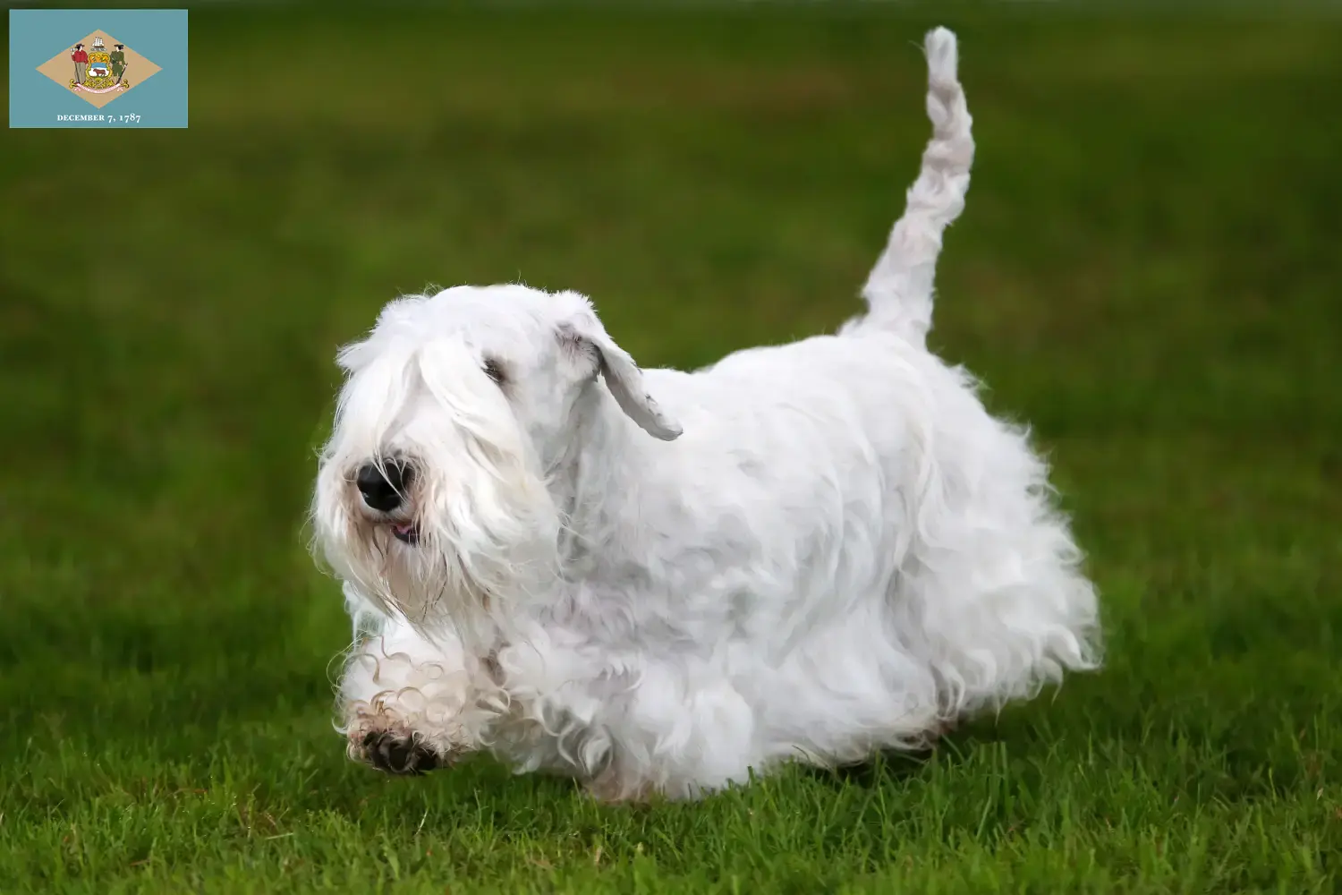 Read more about the article Sealyham Terrier breeders and puppies in Delaware