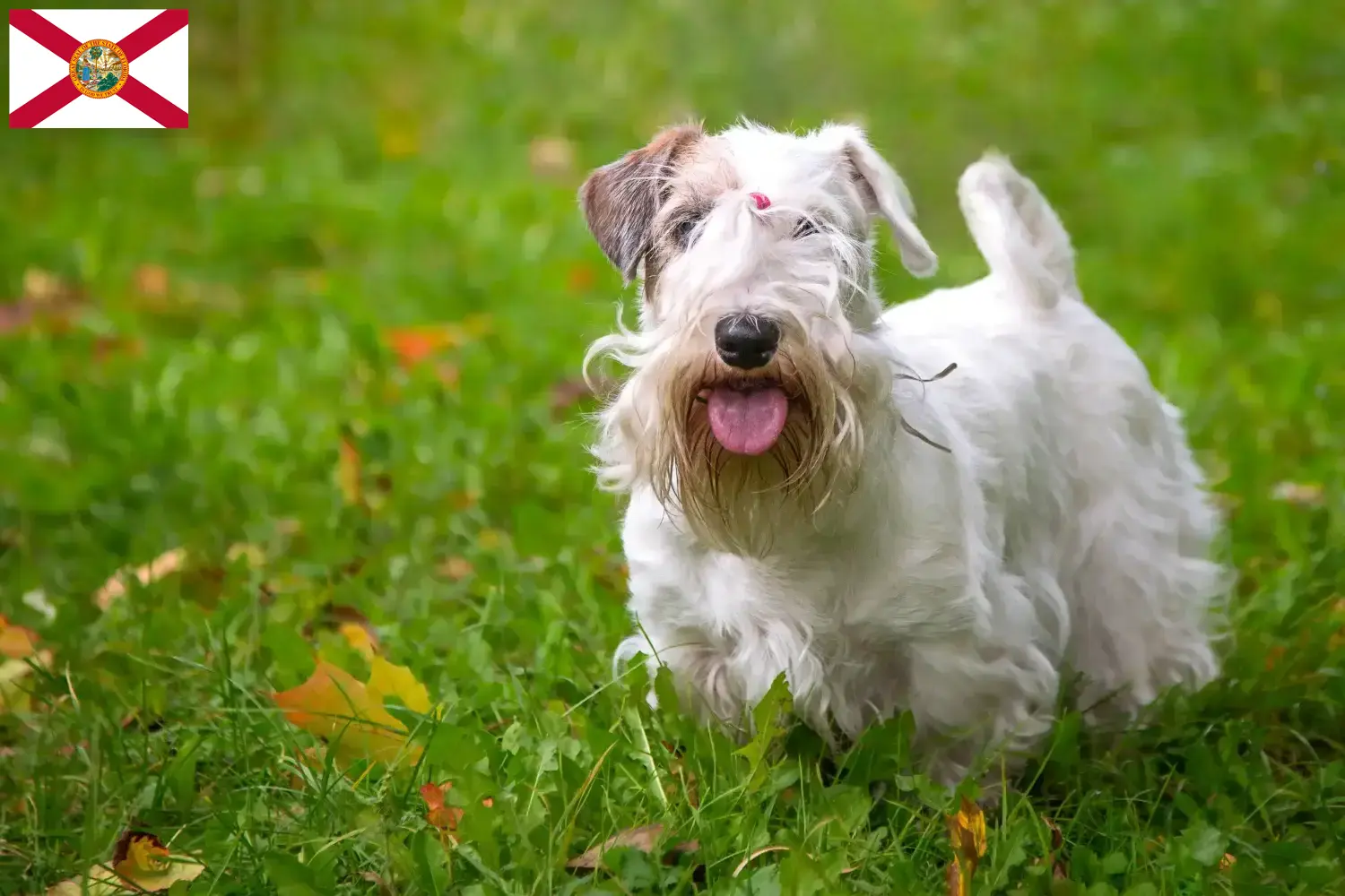 Read more about the article Sealyham Terrier breeders and puppies in Florida