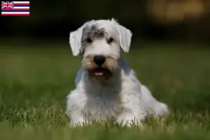 Read more about the article Sealyham Terrier breeders and puppies in Hawaii