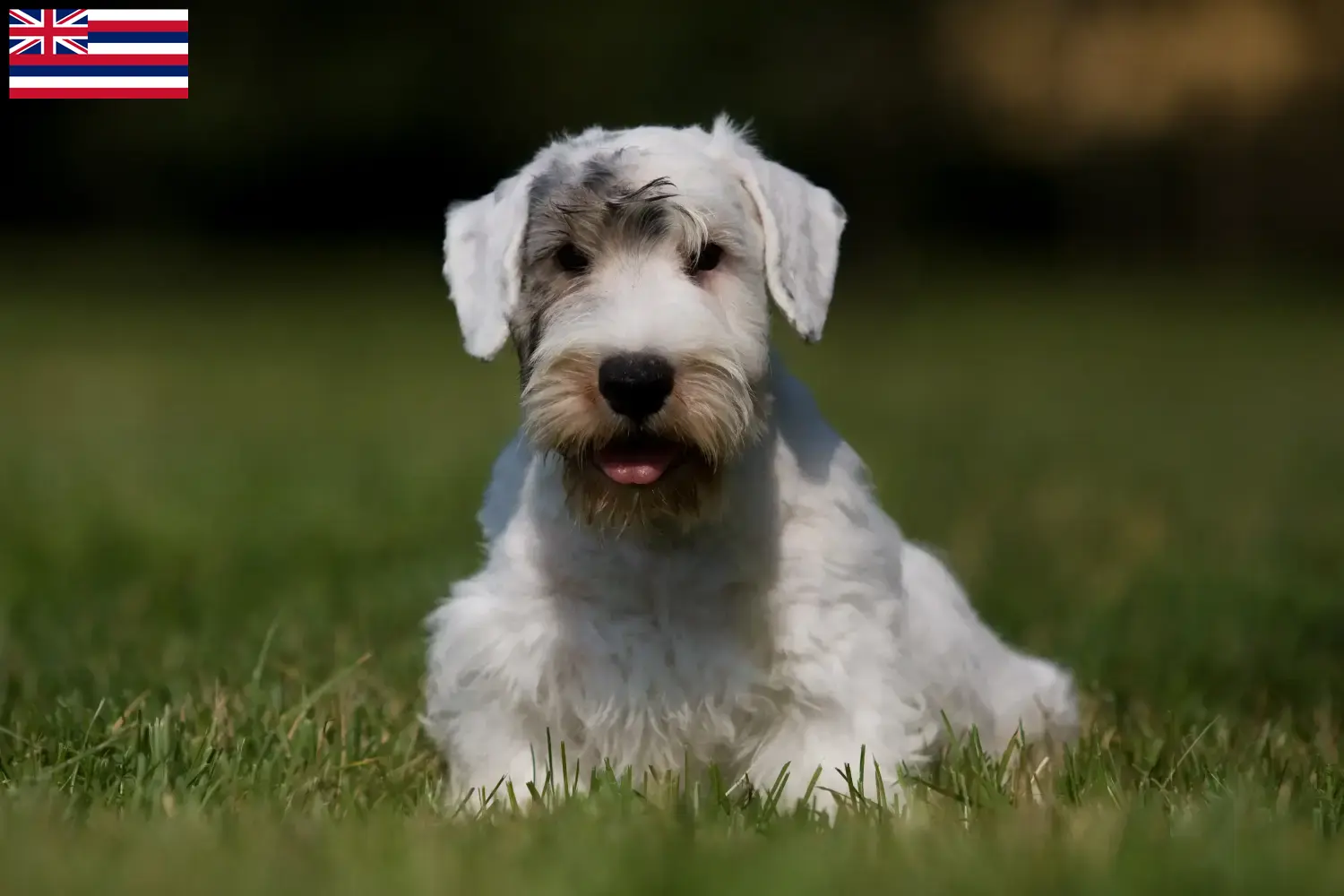 Read more about the article Sealyham Terrier breeders and puppies in Hawaii