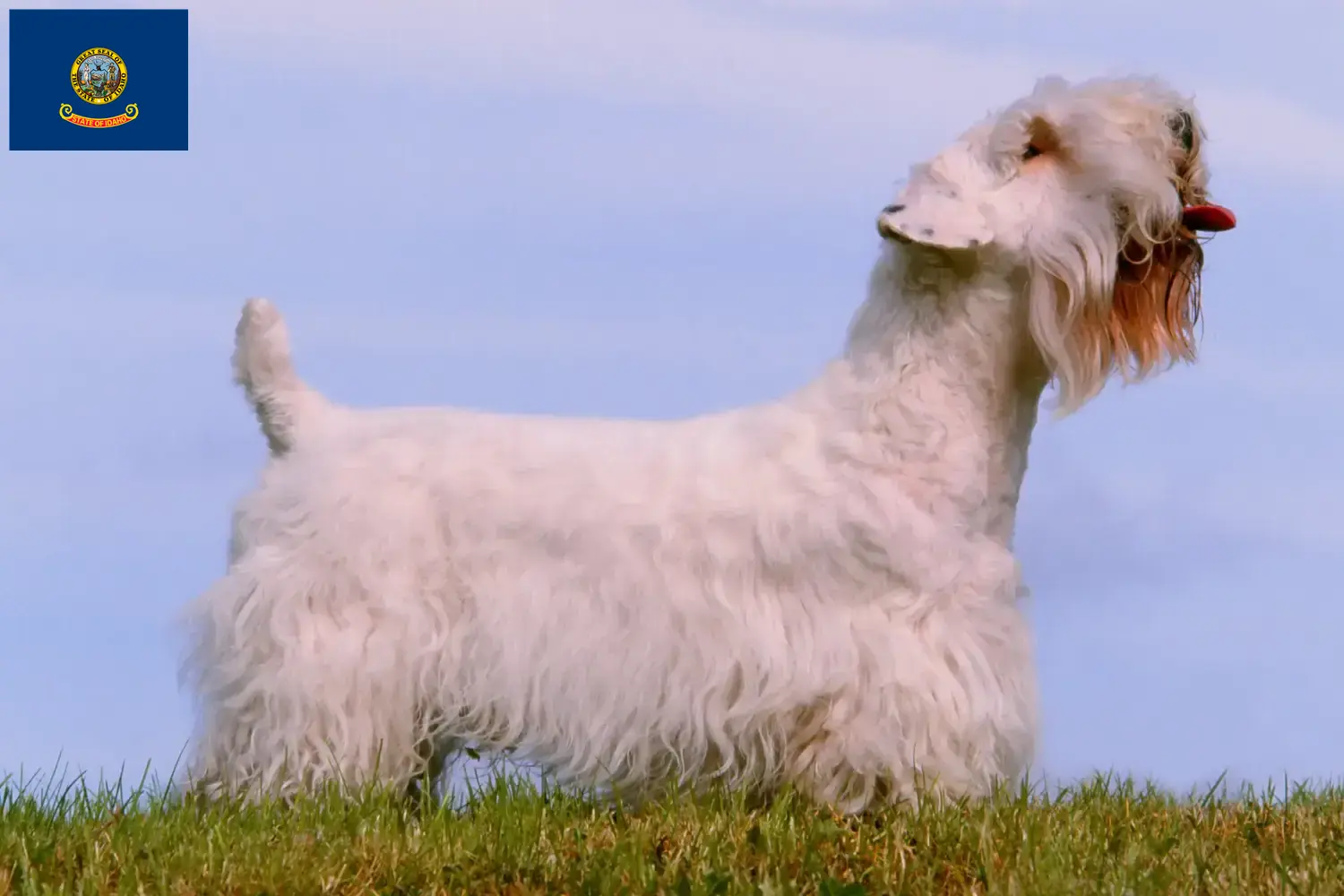 Read more about the article Sealyham Terrier breeders and puppies in Idaho