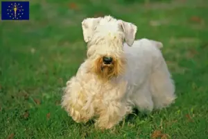 Read more about the article Sealyham Terrier breeders and puppies in Indiana
