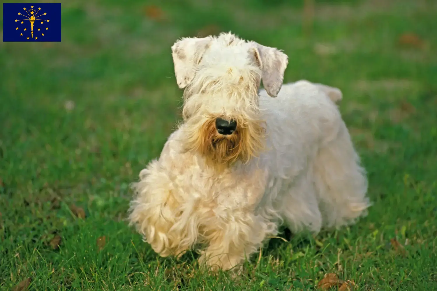 Read more about the article Sealyham Terrier breeders and puppies in Indiana