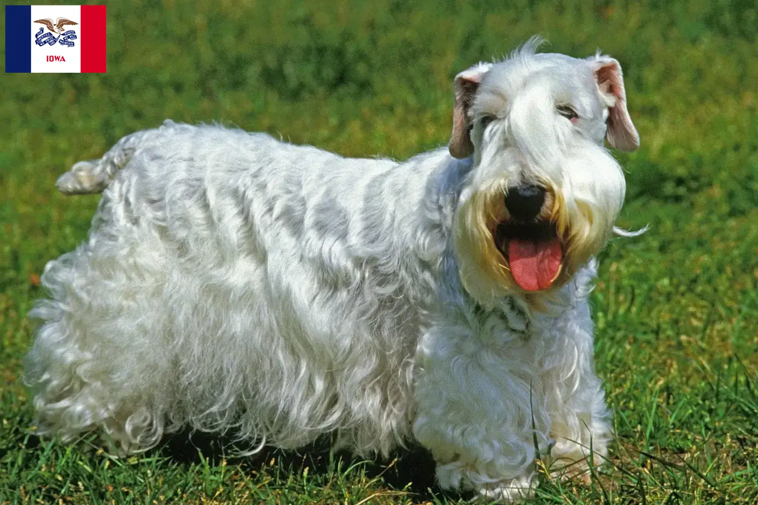 Read more about the article Sealyham Terrier breeders and puppies in Iowa