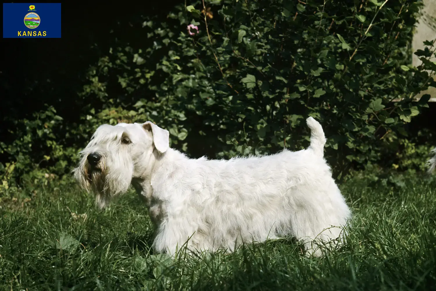 Read more about the article Sealyham Terrier breeders and puppies in Kansas