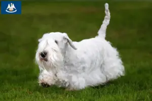 Read more about the article Sealyham Terrier breeders and puppies in Louisiana