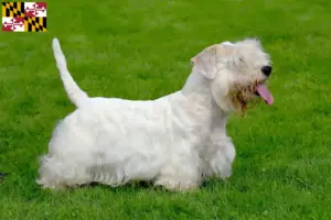 Read more about the article Sealyham Terrier breeders and puppies in Maryland