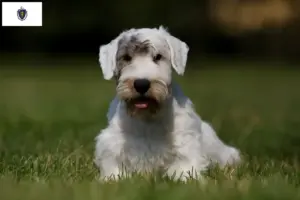 Read more about the article Sealyham Terrier breeders and puppies in Massachusetts