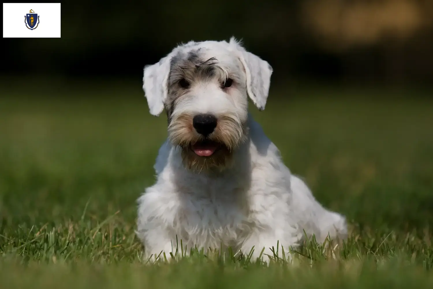 Read more about the article Sealyham Terrier breeders and puppies in Massachusetts