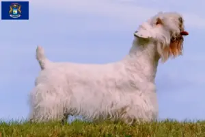 Read more about the article Sealyham Terrier breeders and puppies in Michigan