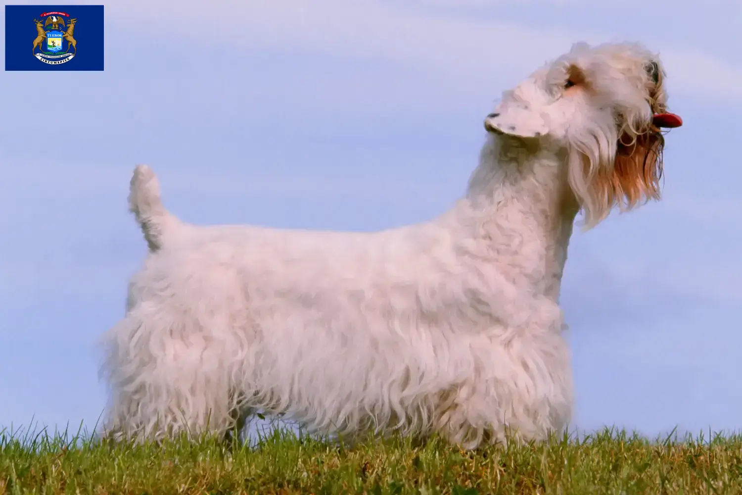 Read more about the article Sealyham Terrier breeders and puppies in Michigan