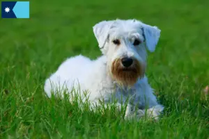 Read more about the article Sealyham Terrier breeders and puppies in Minnesota