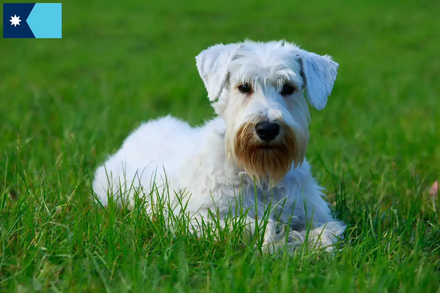 Read more about the article Sealyham Terrier breeders and puppies in Minnesota