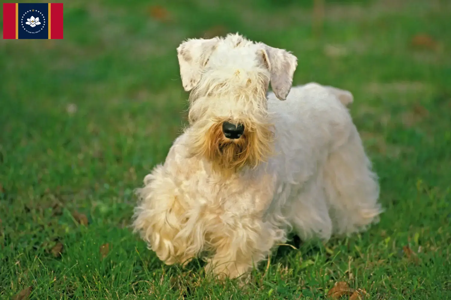 Read more about the article Sealyham Terrier breeders and puppies in Mississippi