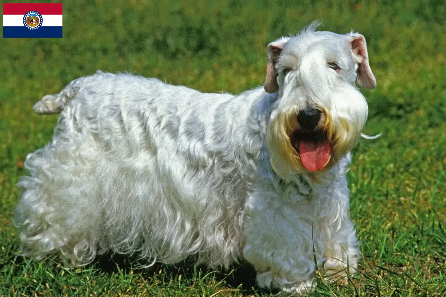 Read more about the article Sealyham Terrier breeders and puppies in Missouri