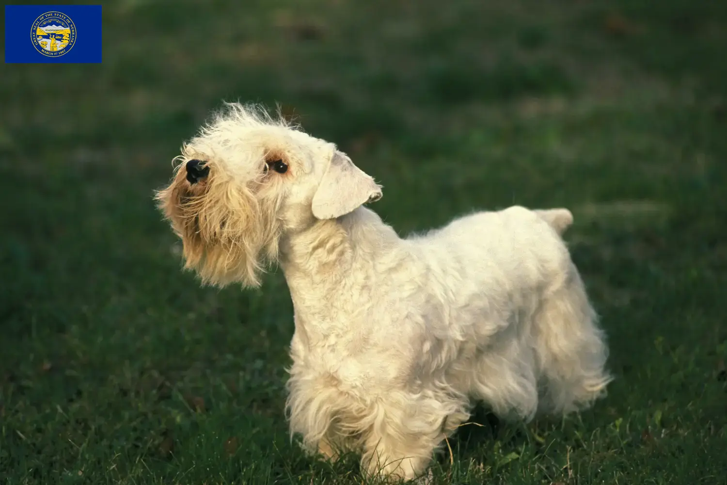 Read more about the article Sealyham Terrier breeders and puppies in Nebraska