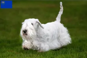 Read more about the article Sealyham Terrier breeders and puppies in Nevada