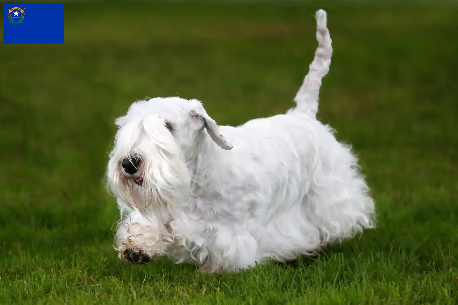 Read more about the article Sealyham Terrier breeders and puppies in Nevada