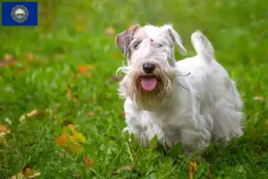 Read more about the article Sealyham Terrier breeders and puppies in New Hampshire