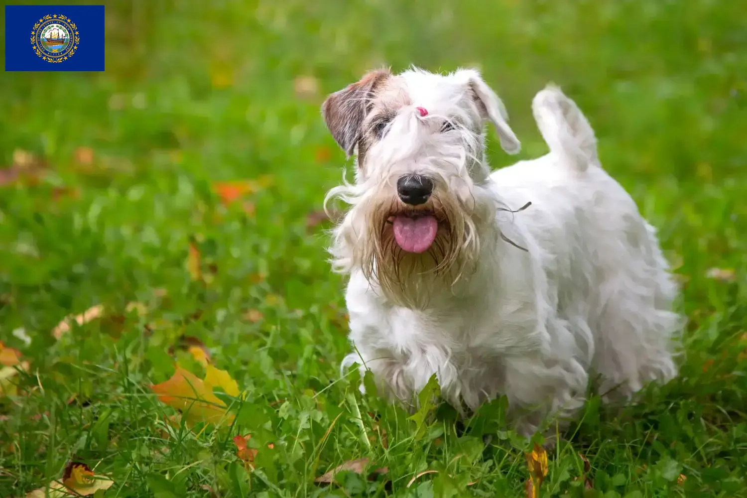 Read more about the article Sealyham Terrier breeders and puppies in New Hampshire