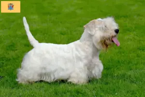 Read more about the article Sealyham Terrier breeders and puppies in New Jersey
