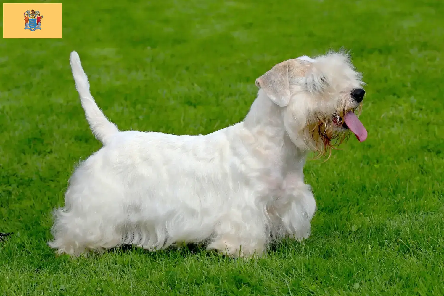 Read more about the article Sealyham Terrier breeders and puppies in New Jersey