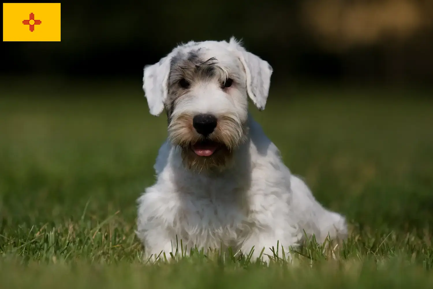 Read more about the article Sealyham Terrier breeders and puppies in New Mexico