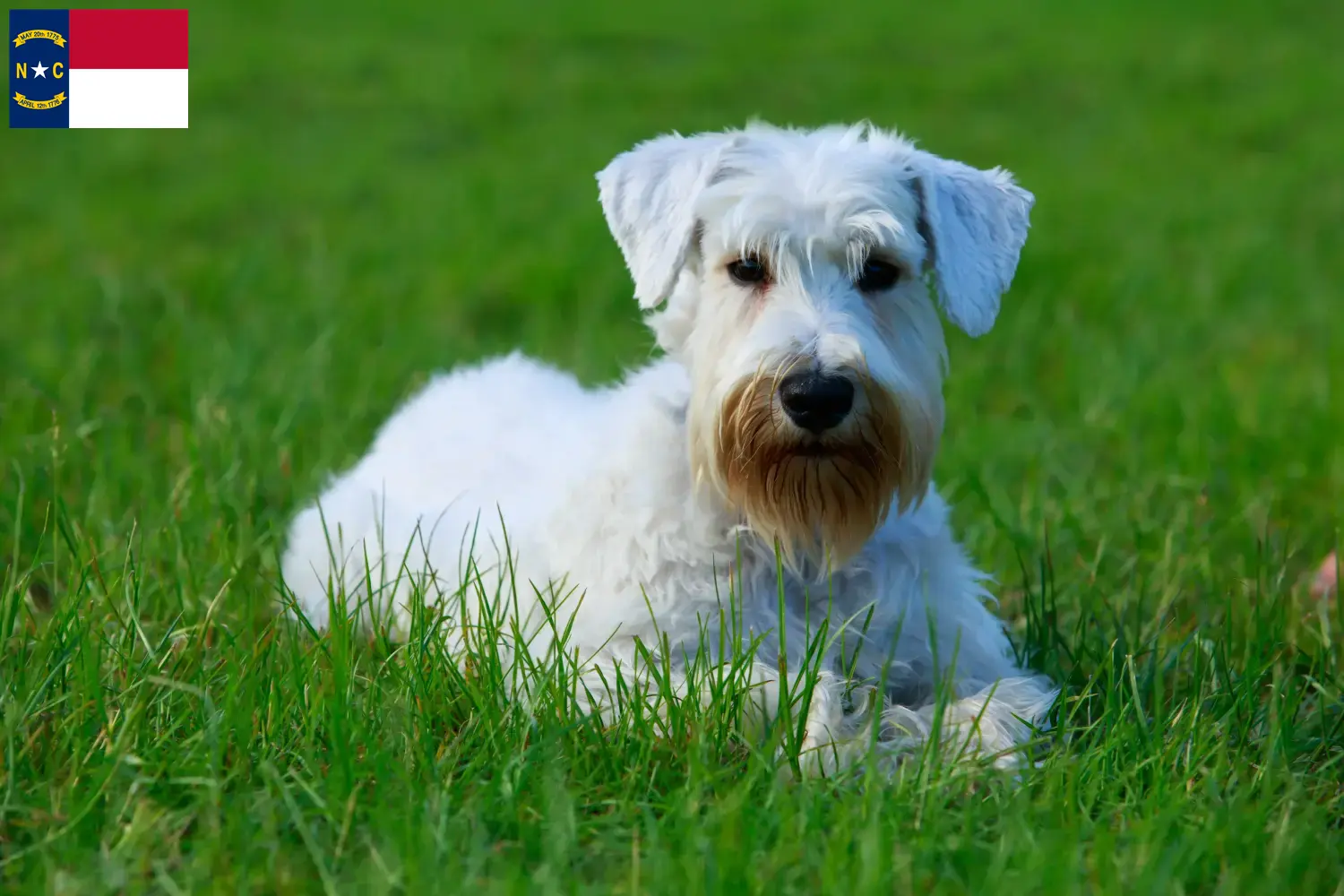 Read more about the article Sealyham Terrier breeders and puppies in North Carolina