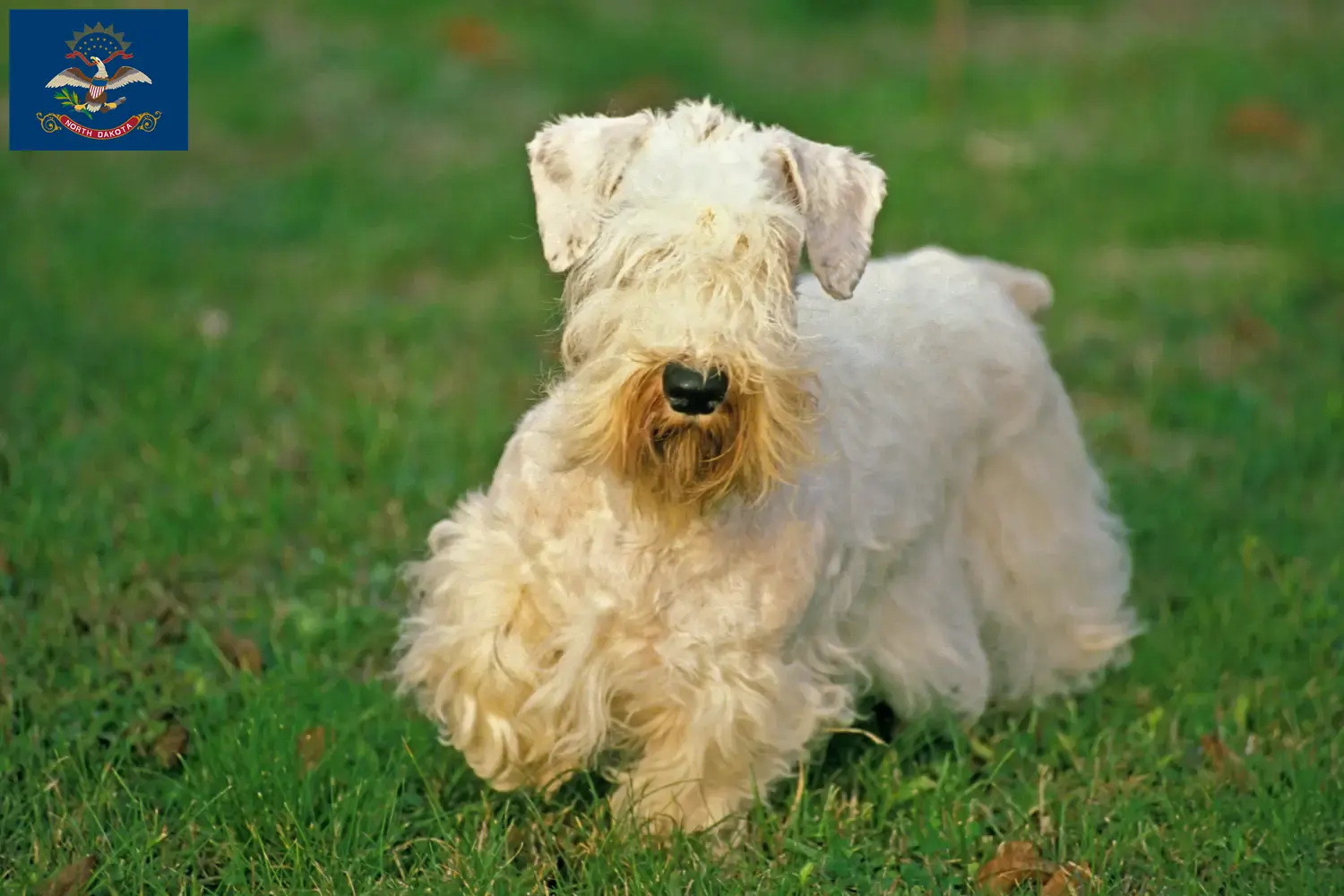 Read more about the article Sealyham Terrier breeders and puppies in North Dakota